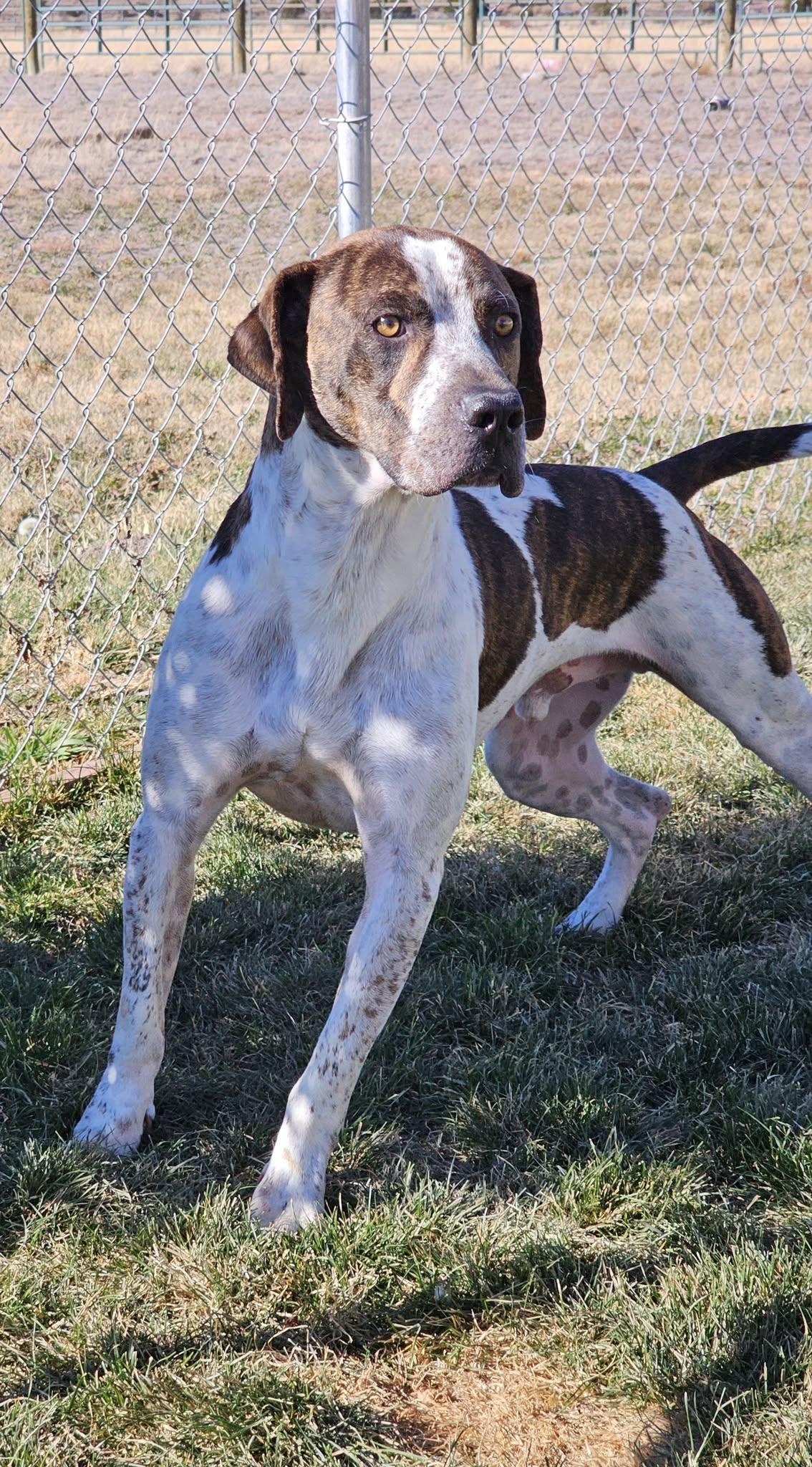 Enlarge Thunder, a ADOPTABLE mixed breed in Springerville, AZ image 1/1