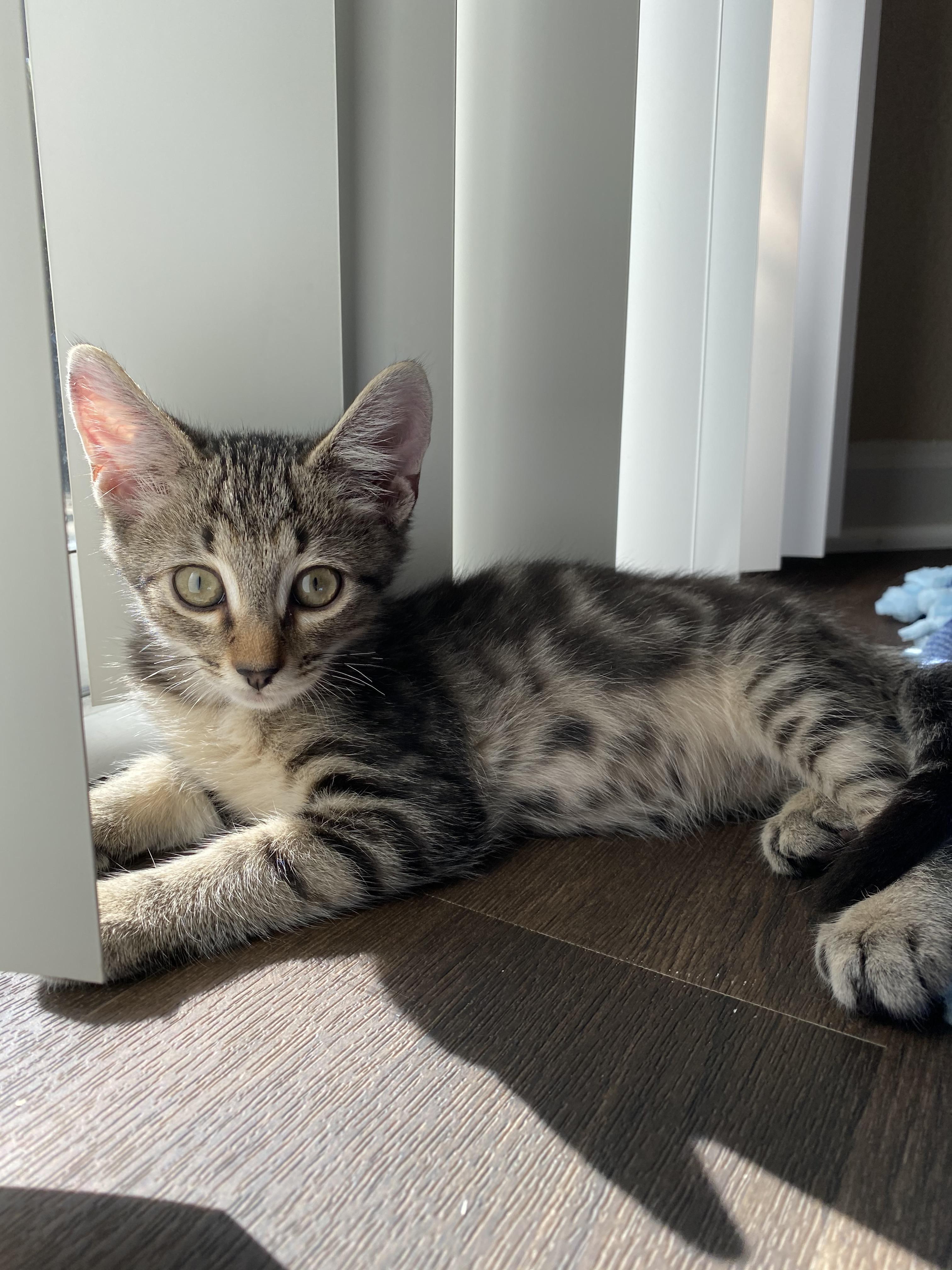 Enlarge Blues Clues, a Adopted Domestic Short Hair in Raleigh, NC image 1/3