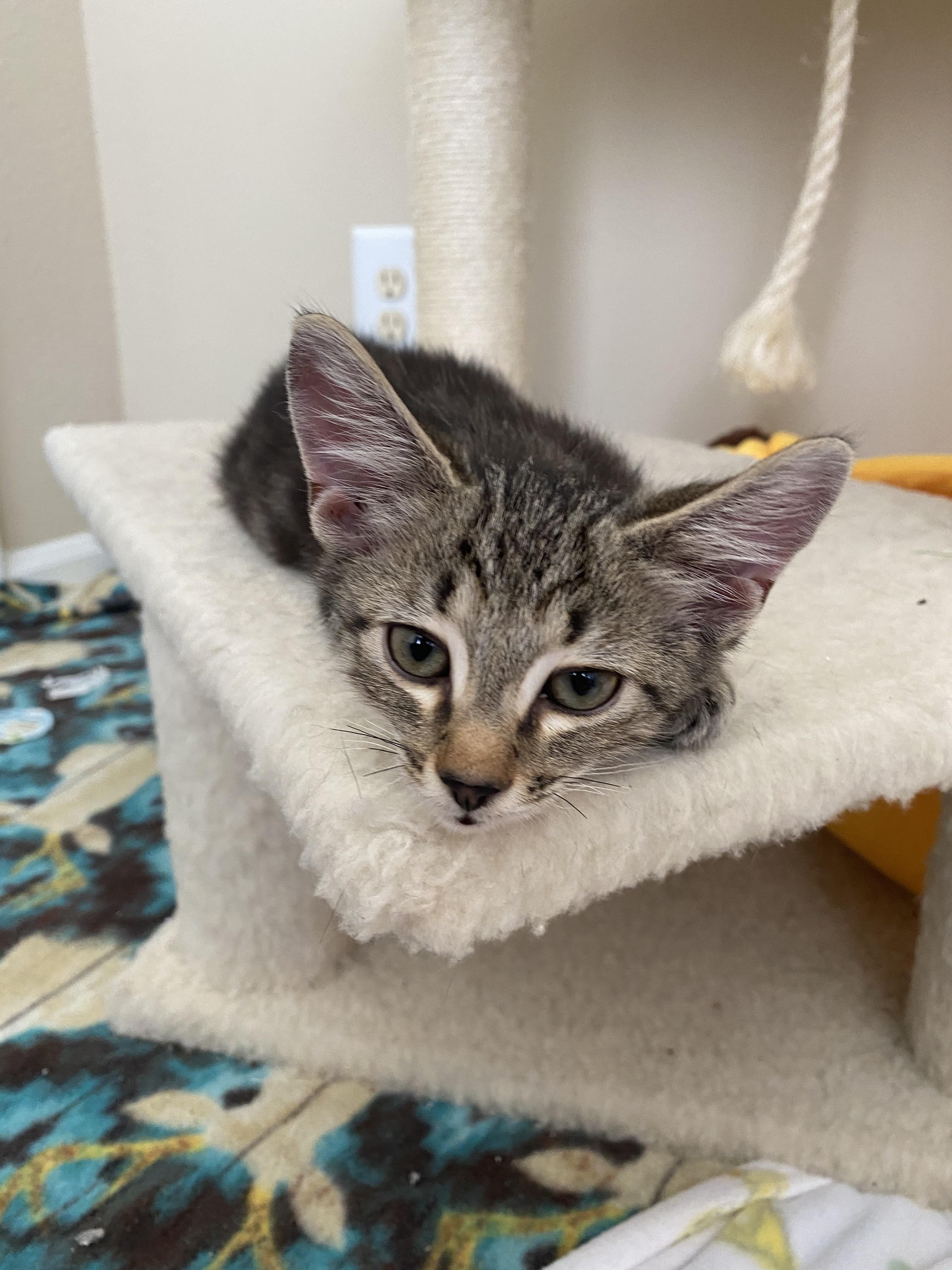 Enlarge Blues Clues, a Adopted Domestic Short Hair in Raleigh, NC image 2/3