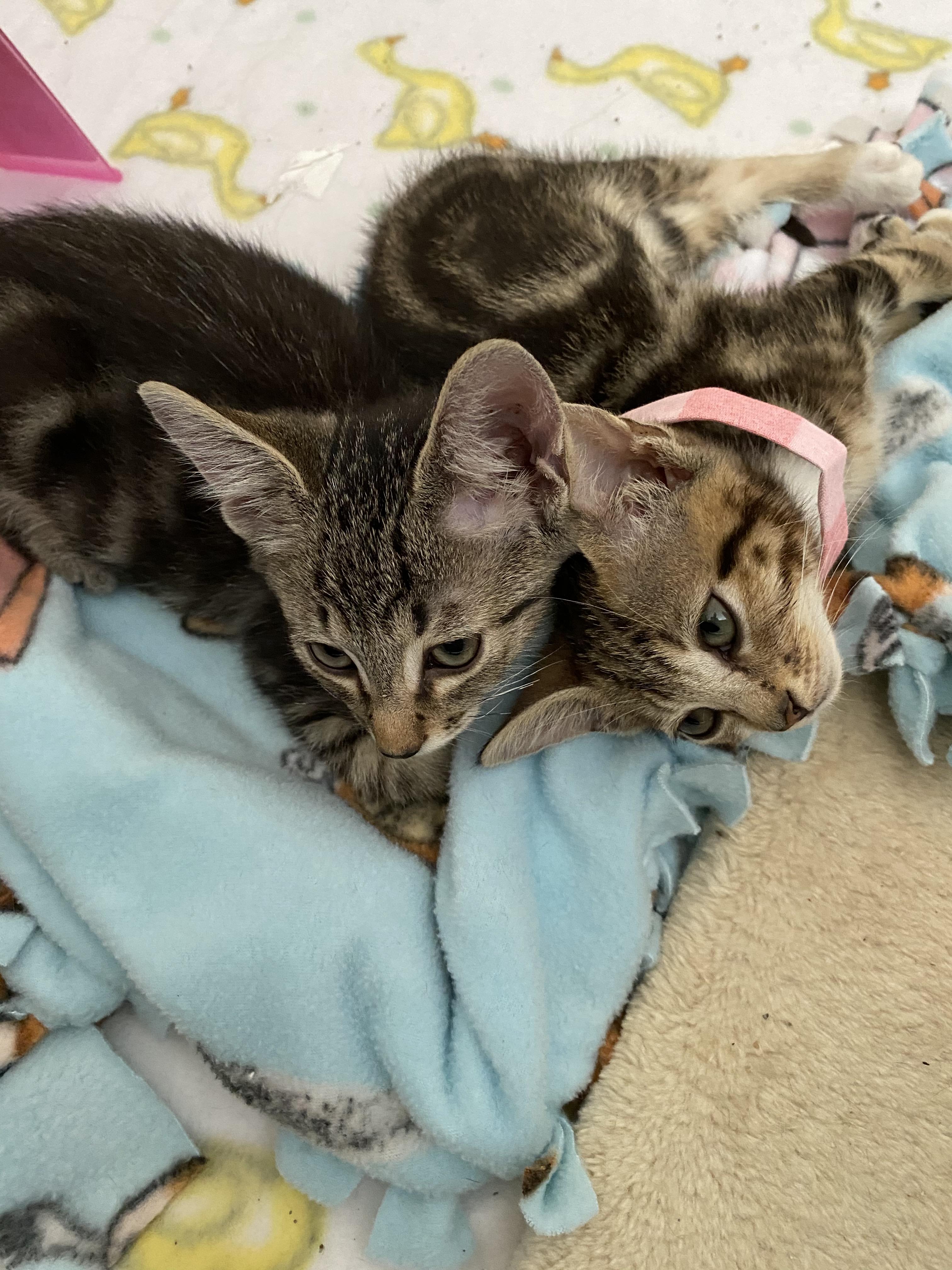 Enlarge Blues Clues, a Adopted Domestic Short Hair in Raleigh, NC image 3/3