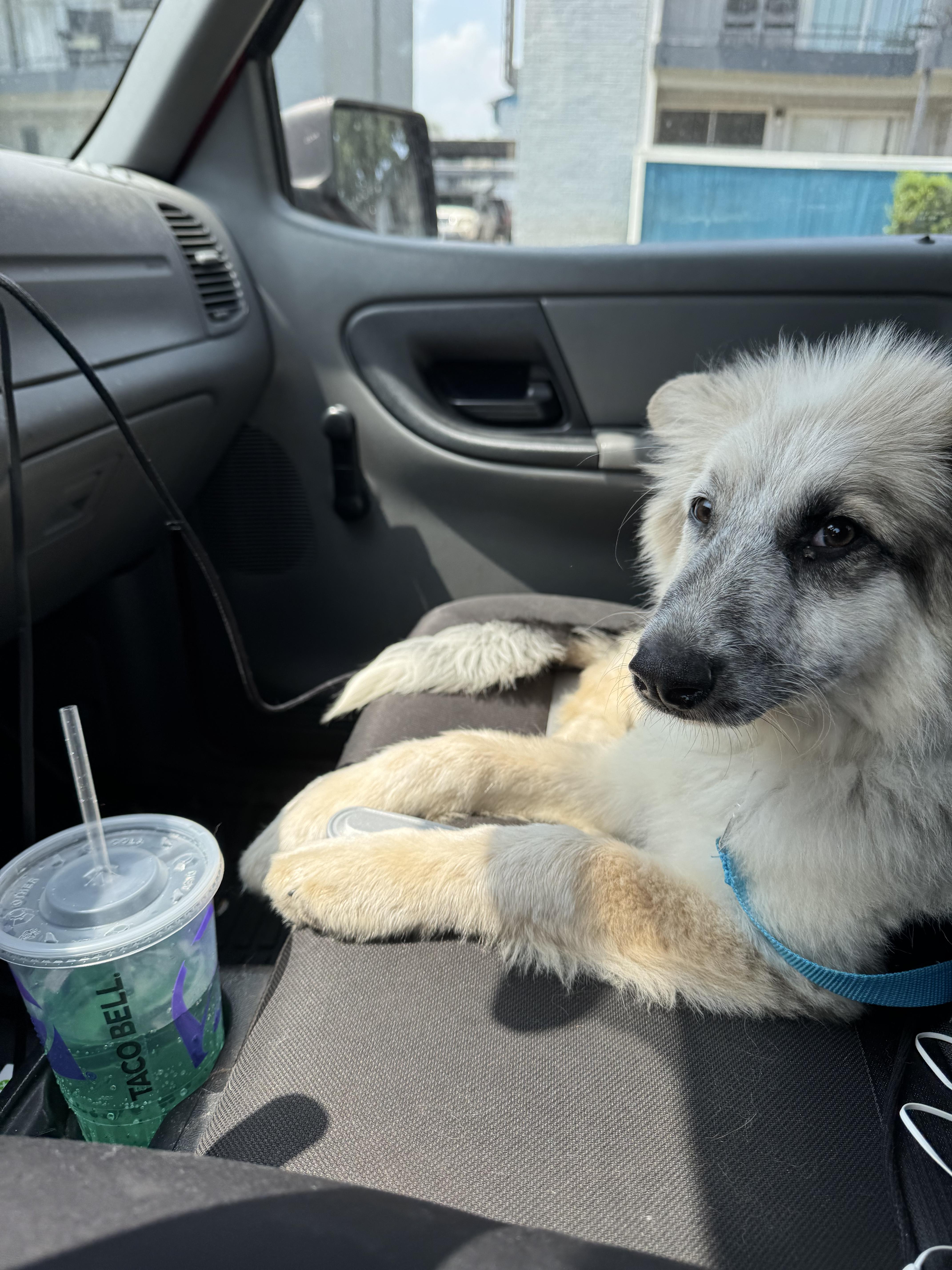 Lacy, Adopted, Puppy Female Anatolian Shepherd & Great Pyrenees.