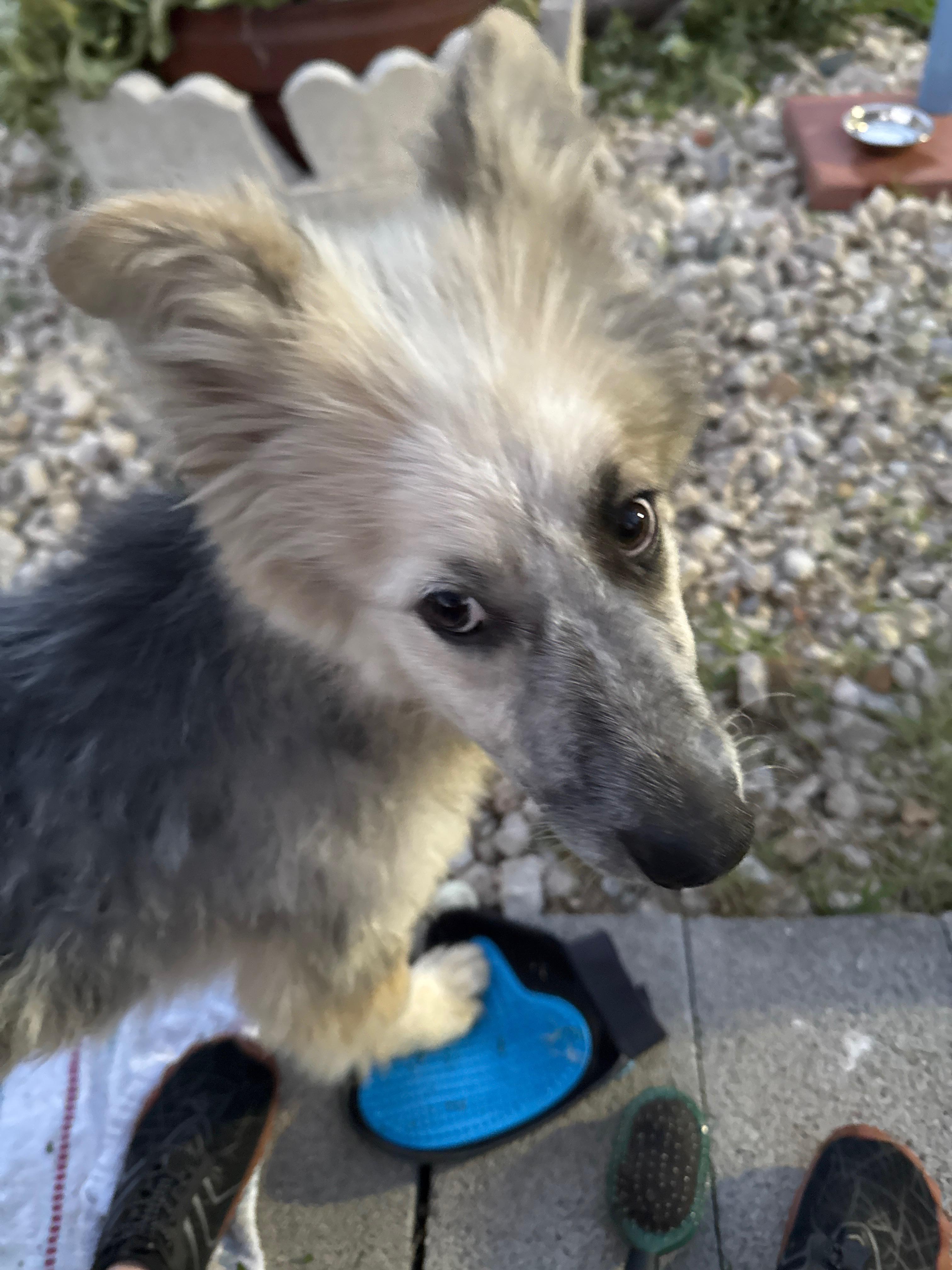 Enlarge Lacy, a Adopted mixed breed in Grand Rapids, MI image 2/4