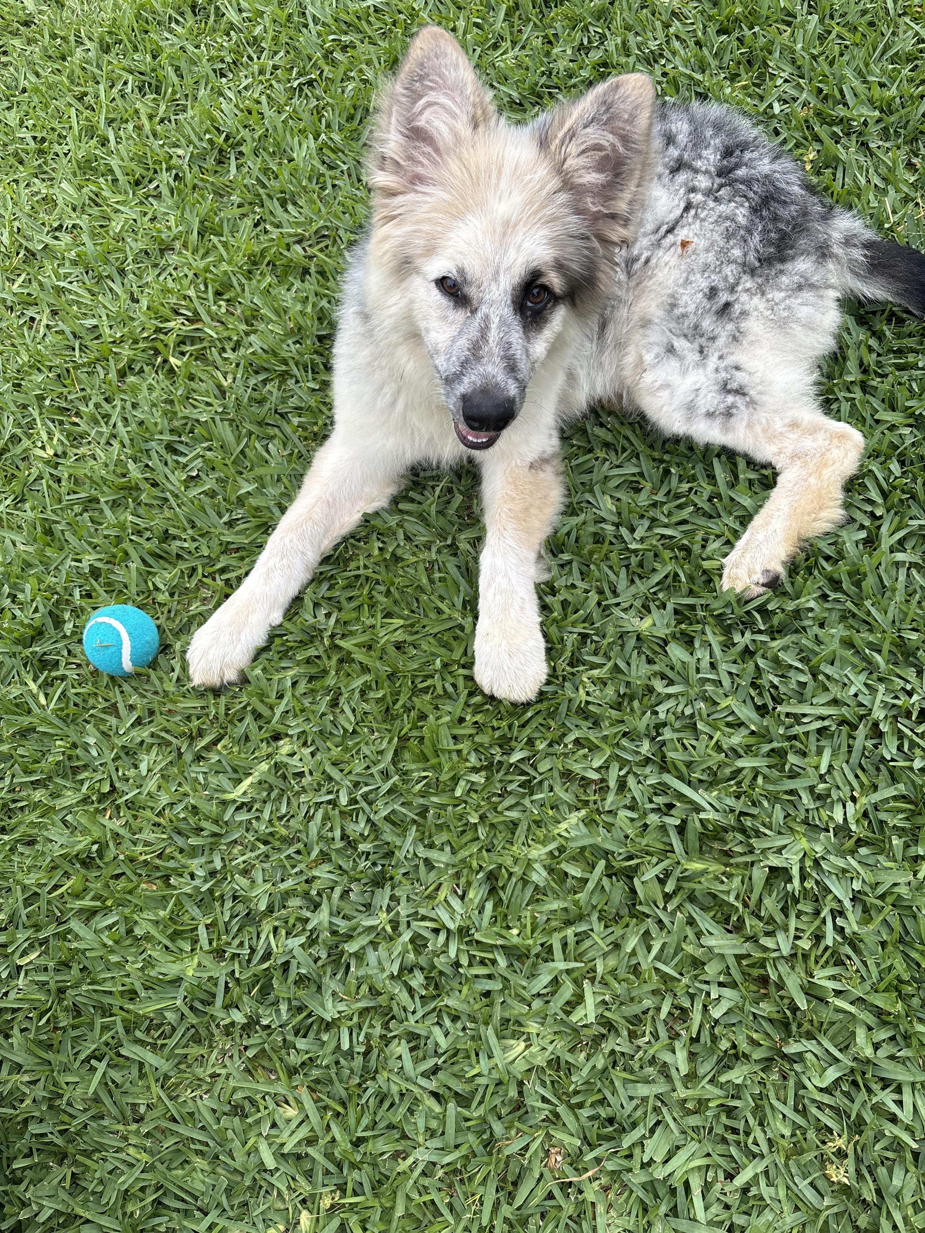 Enlarge Lacy, a Adopted mixed breed in Grand Rapids, MI image 3/4