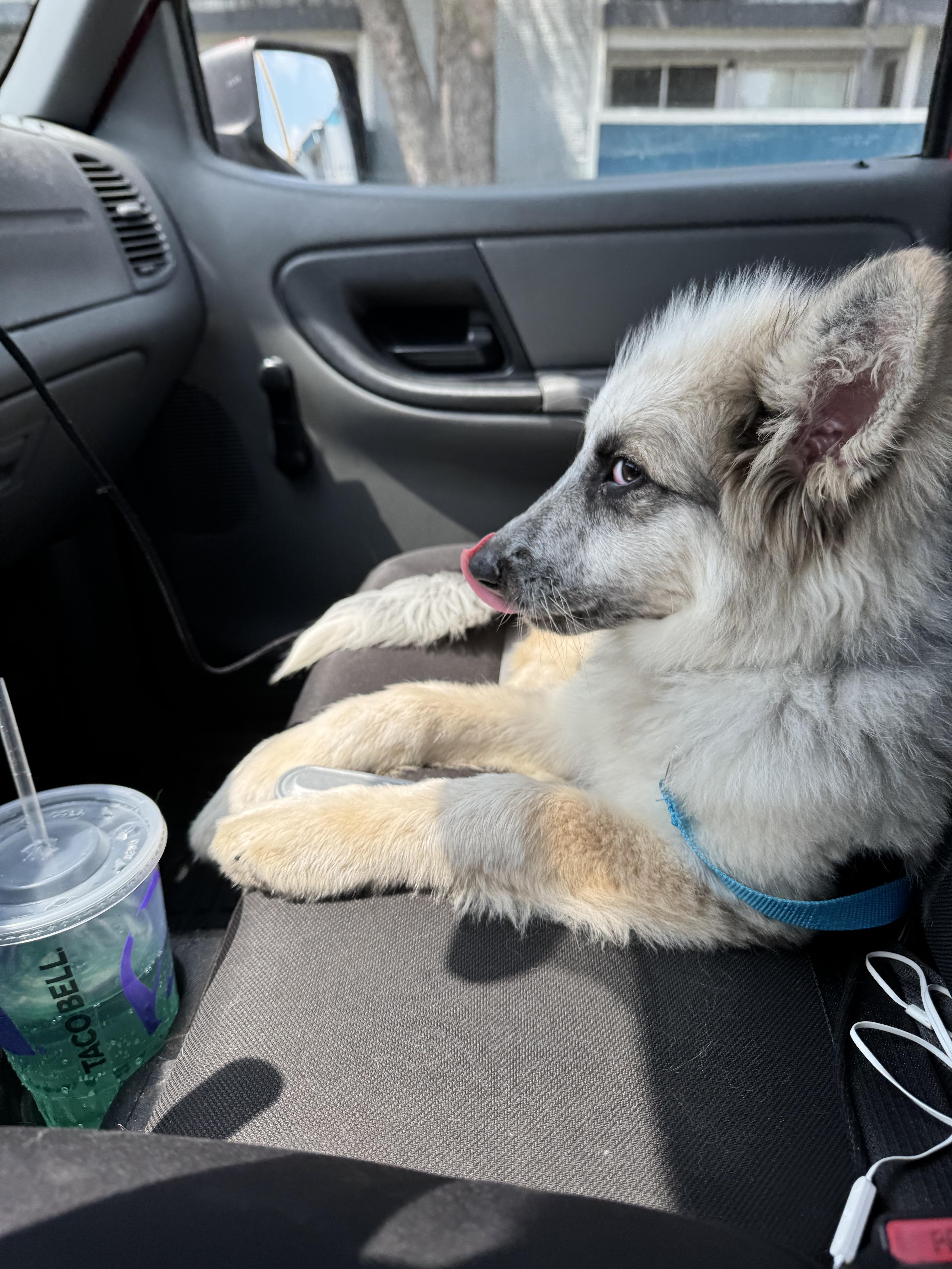 Enlarge Lacy, a Adopted mixed breed in Grand Rapids, MI image 4/4