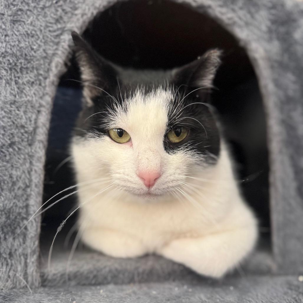 Petey, Adoptable, Young Male Domestic Short Hair.