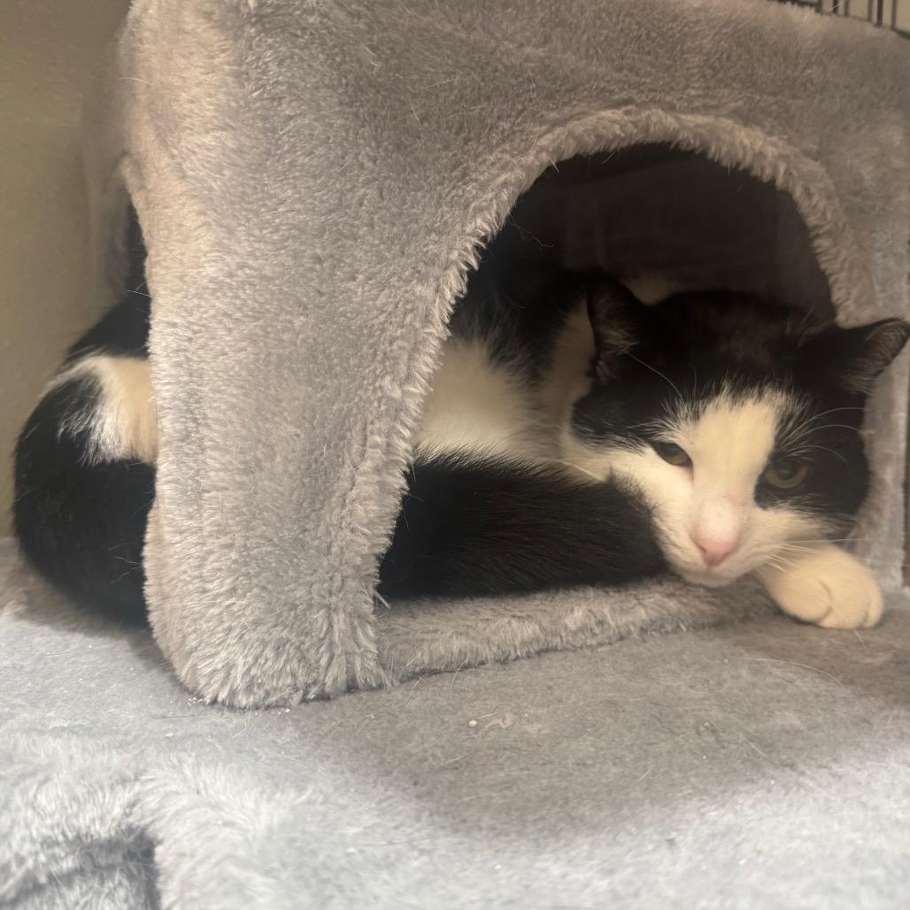 Petey, Adoptable, Young Male Domestic Short Hair.