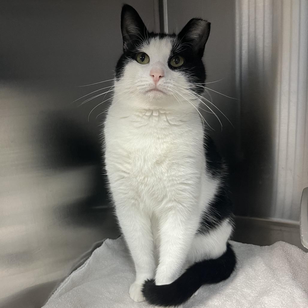 Enlarge Petey, a Adoptable Domestic Short Hair in Easton, PA image 3/6