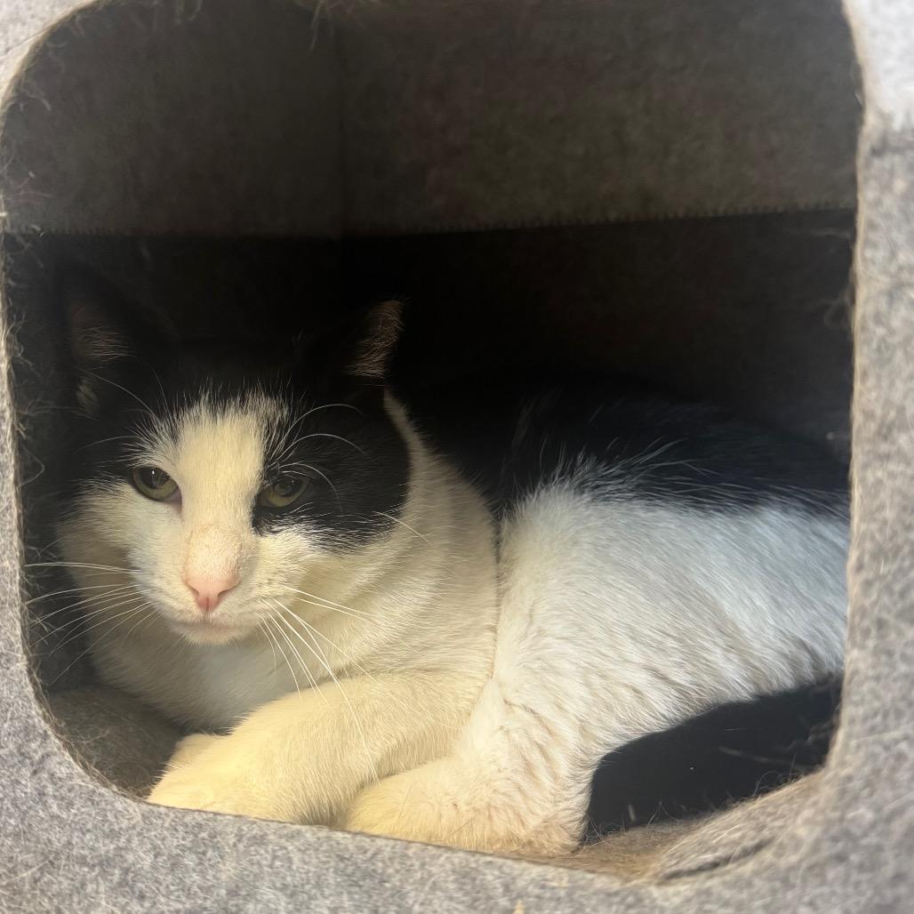 Enlarge Petey, a Adoptable Domestic Short Hair in Easton, PA image 4/6