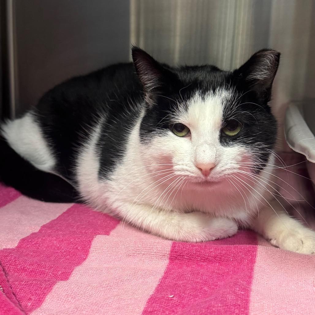 Enlarge Petey, a Adoptable Domestic Short Hair in Easton, PA image 5/6