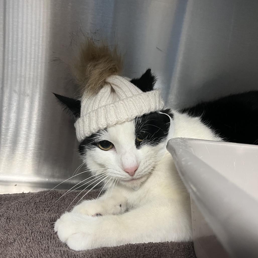 Enlarge Petey, a Adoptable Domestic Short Hair in Easton, PA image 6/6