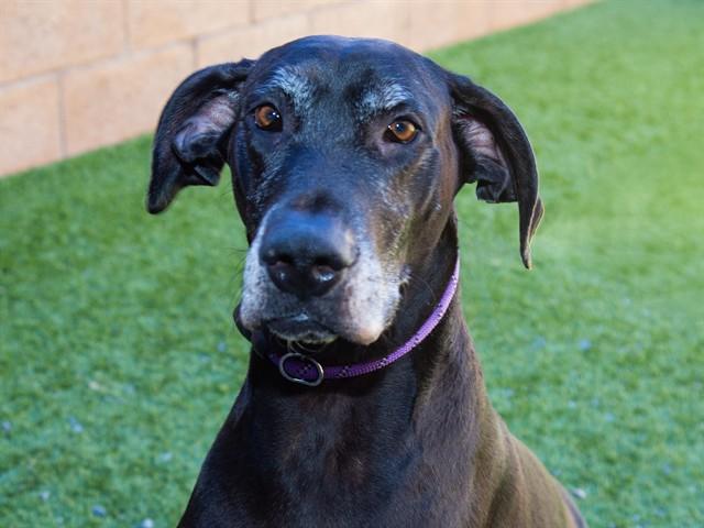 Enlarge CO BAO, a Adoptable mixed breed in Moreno Valley, CA image 1/1