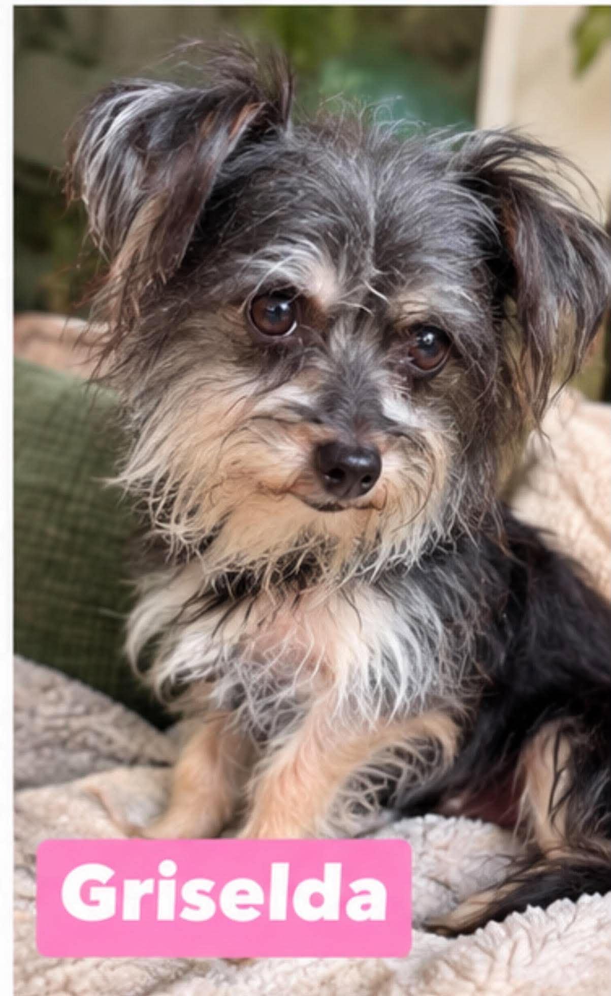 Griselda, Adopted, Adult Female Yorkshire Terrier.