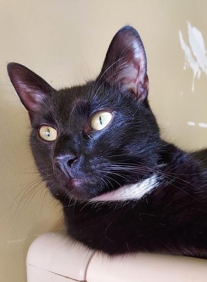 Martin, Adoptable, Young Male Domestic Short Hair & Domestic Short Hair.
