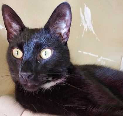 Enlarge Martin, a Adoptable Domestic Short Hair in Bloomsburg, PA image 3/3