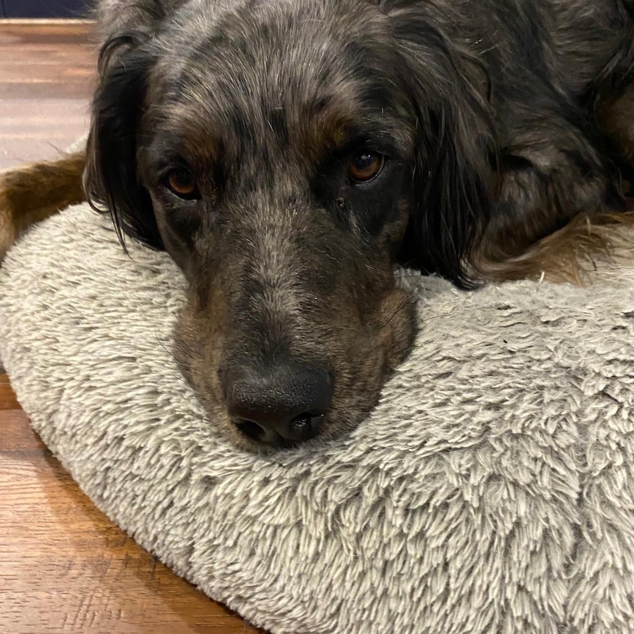 Enlarge Bandit (Courtesy Post), a ADOPTABLE mixed breed in Redwood City, CA image 2/5