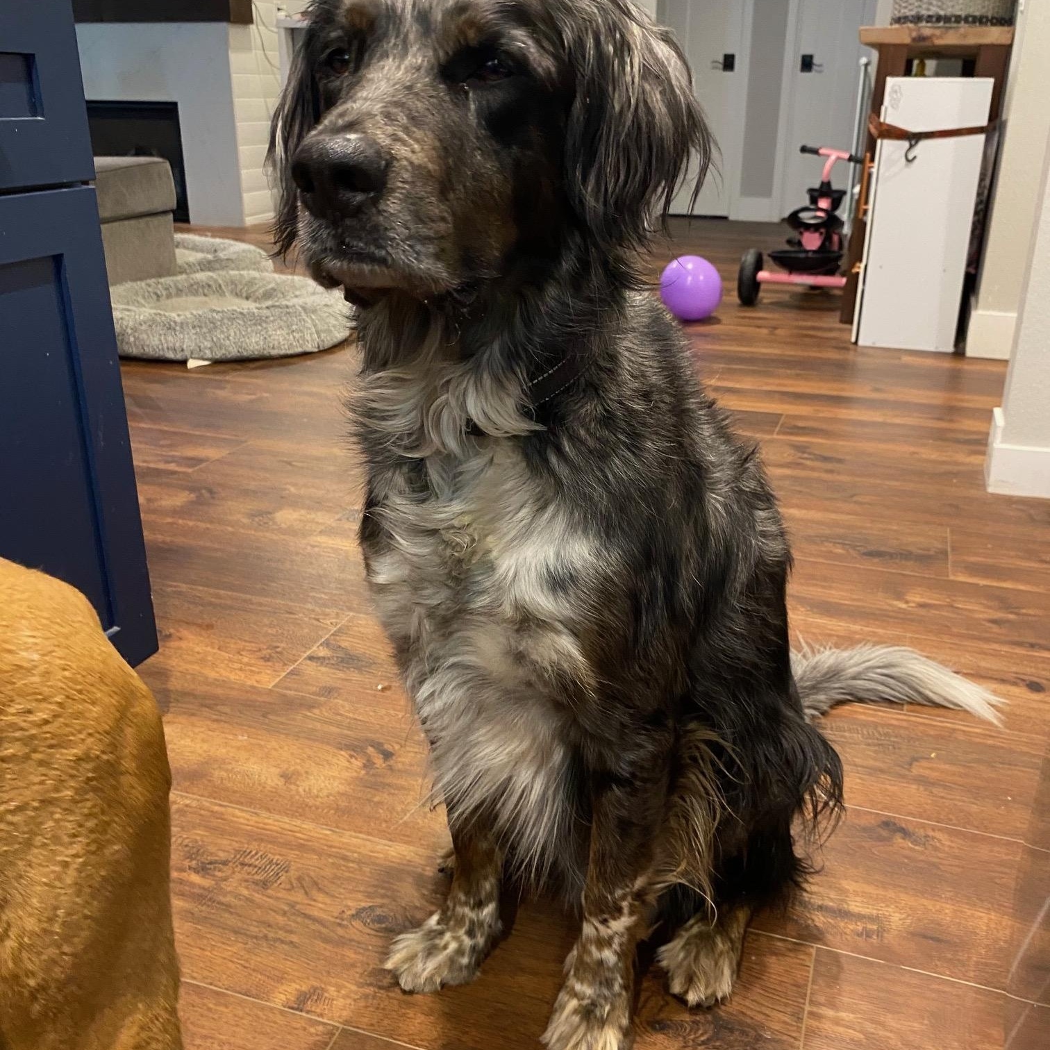 Enlarge Bandit (Courtesy Post), a ADOPTABLE mixed breed in Redwood City, CA image 5/5