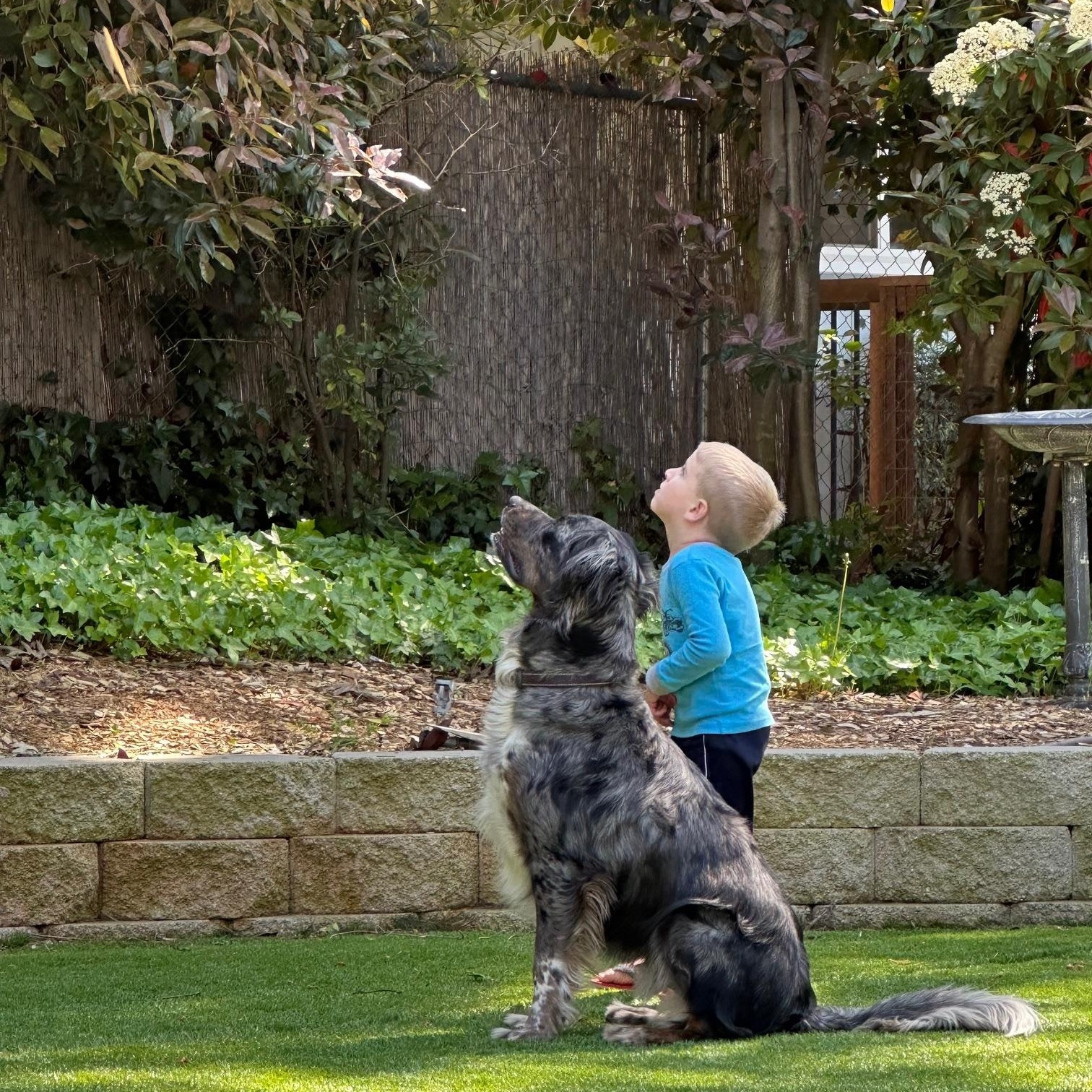 Enlarge Bandit (Courtesy Post), a ADOPTABLE mixed breed in Redwood City, CA image 4/5