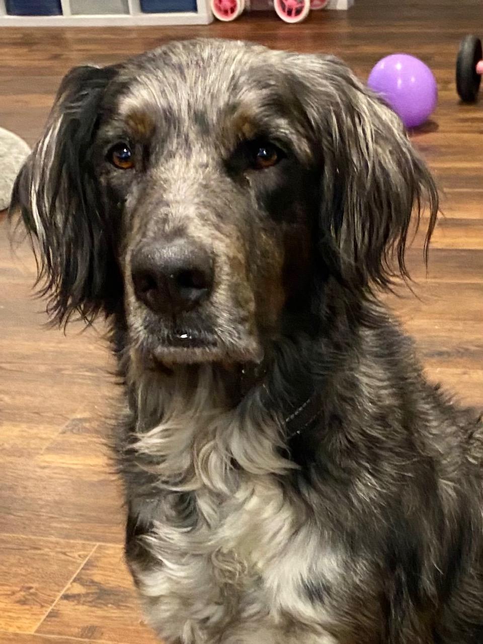Bandit (Courtesy Post), ADOPTABLE, Adult Male English Setter.
