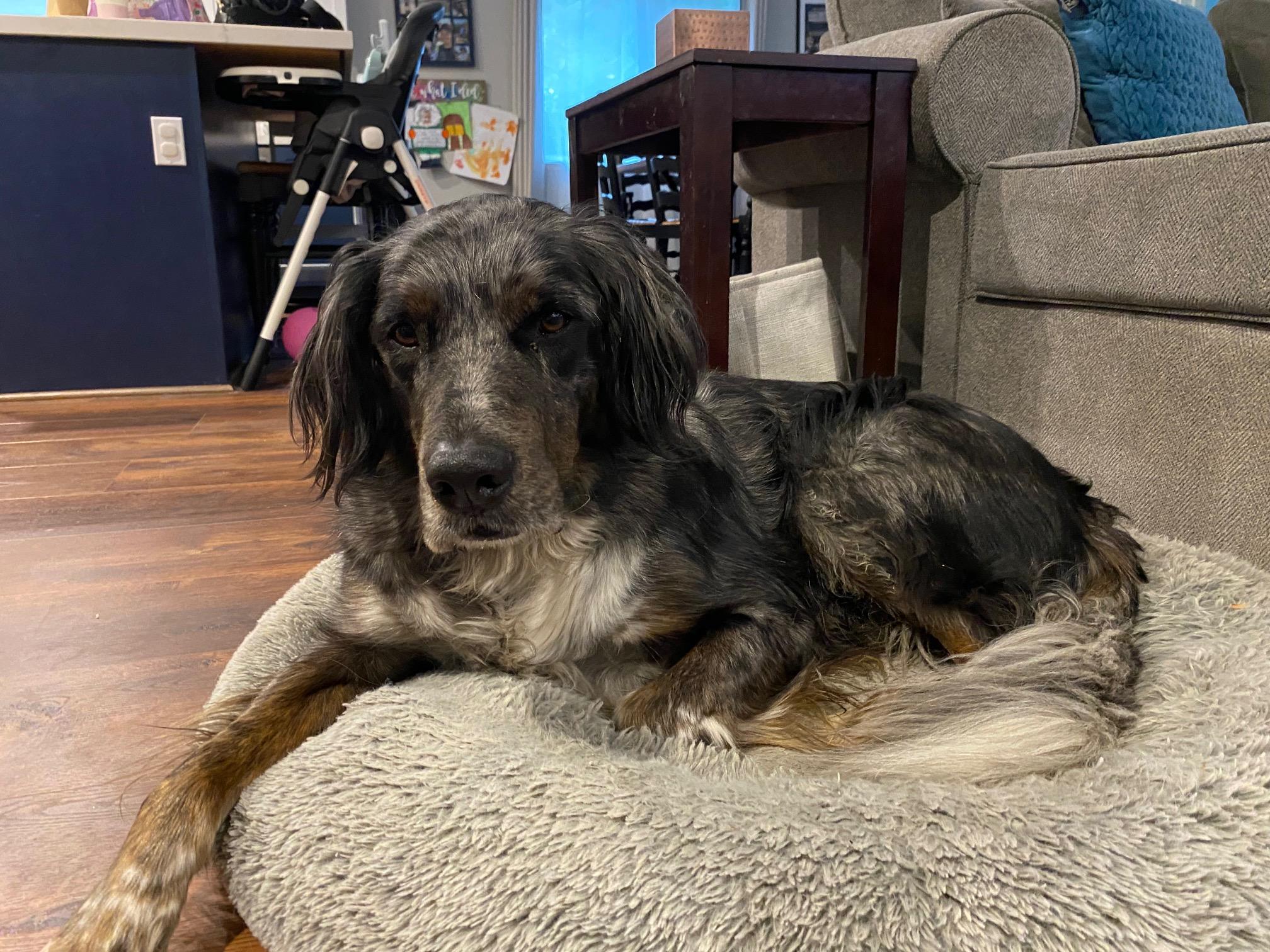 Enlarge Bandit (Courtesy Post), a ADOPTABLE mixed breed in Redwood City, CA image 3/5