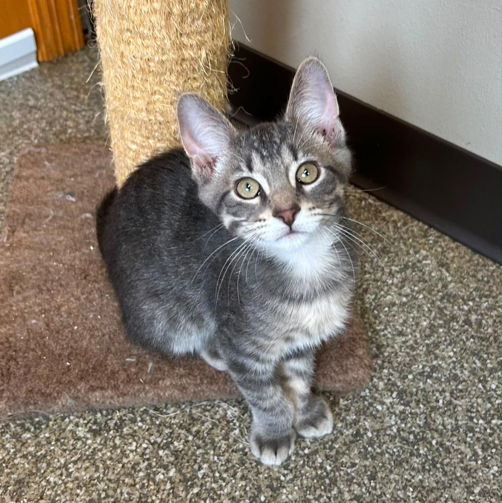 Fenrir, Adoptable, Kitten Male Domestic Short Hair.