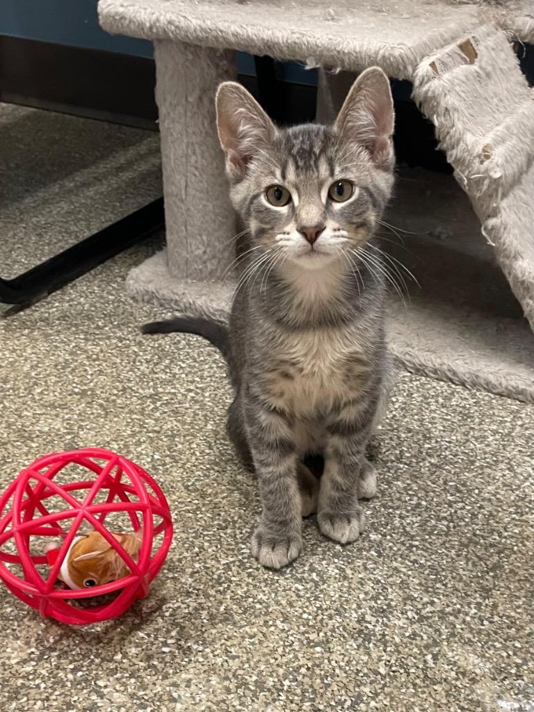Enlarge Fenrir, a Adoptable mixed breed in Spooner, WI image 2/4