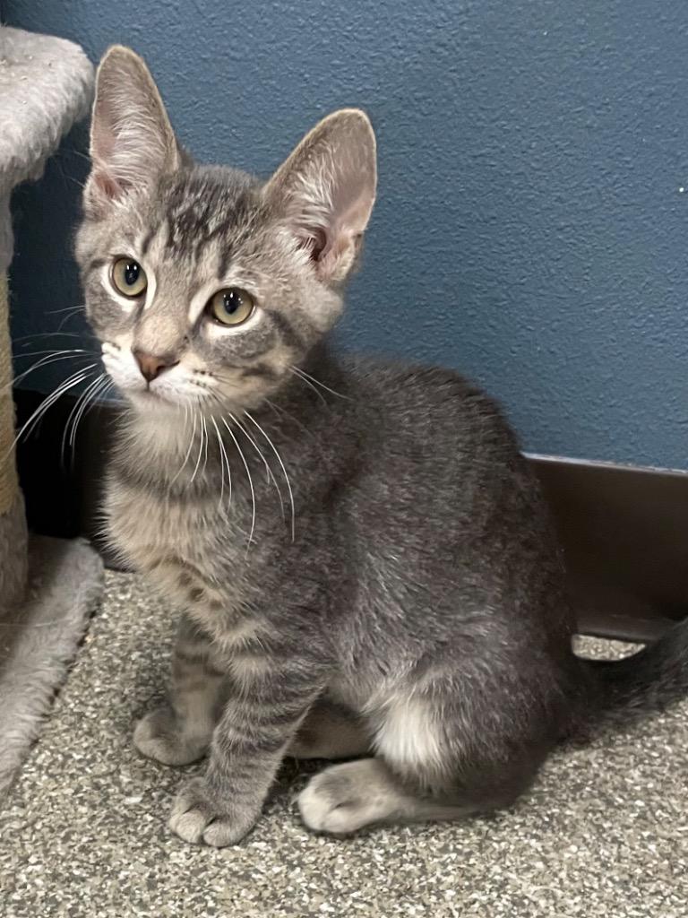 Enlarge Fenrir, a Adoptable mixed breed in Spooner, WI image 3/4