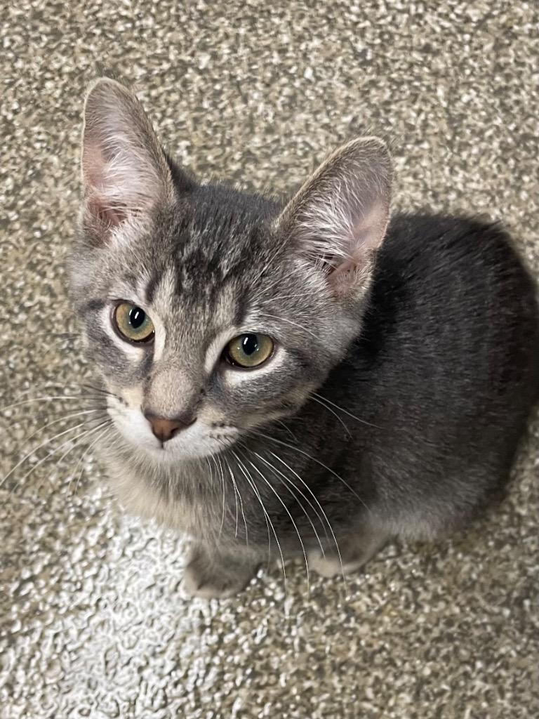 Enlarge Fenrir, a Adoptable mixed breed in Spooner, WI image 4/4