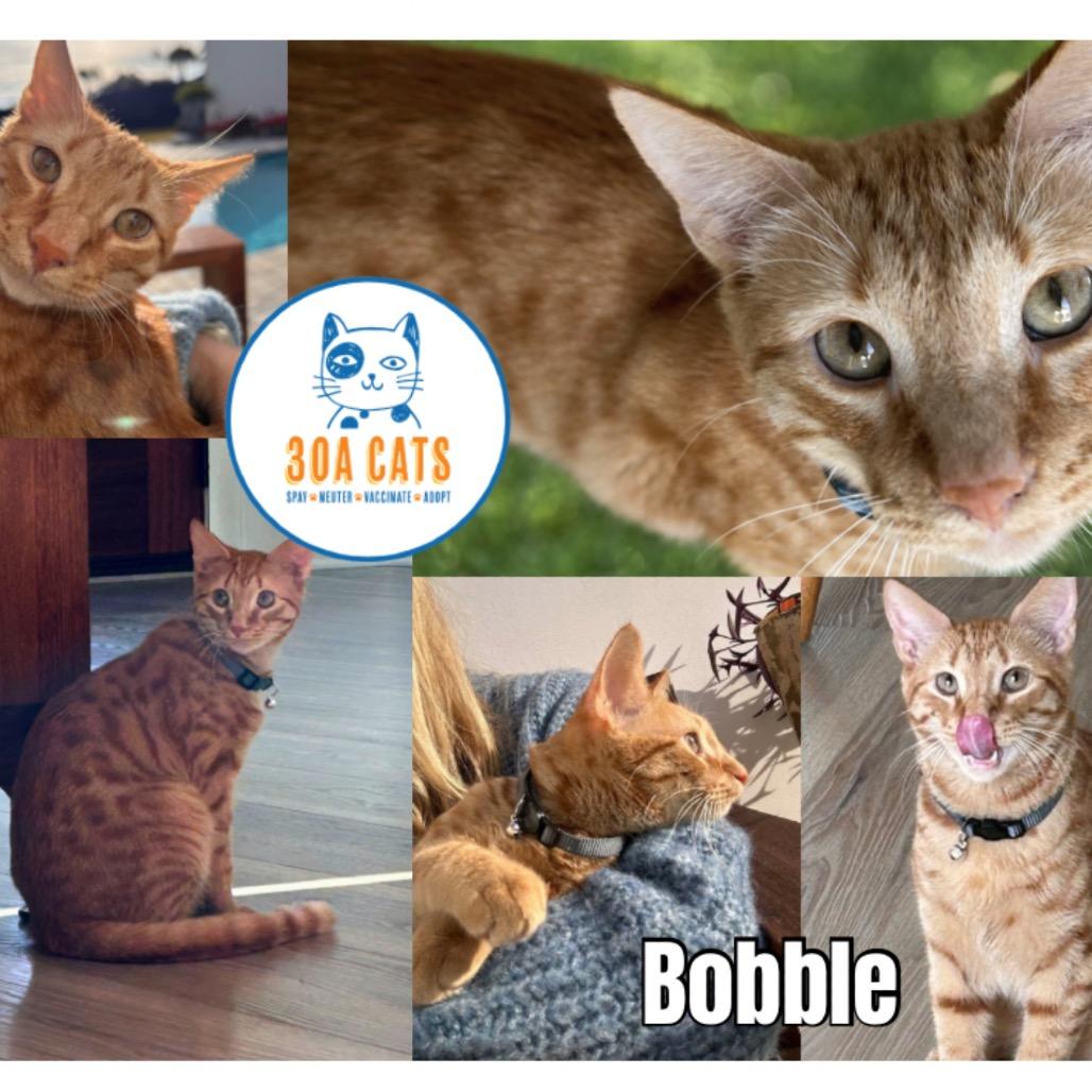 Bobble (Winston #4)A25-246, a Adoptable Domestic Short Hair in SANTA ROSA BEACH, FL image 1/2