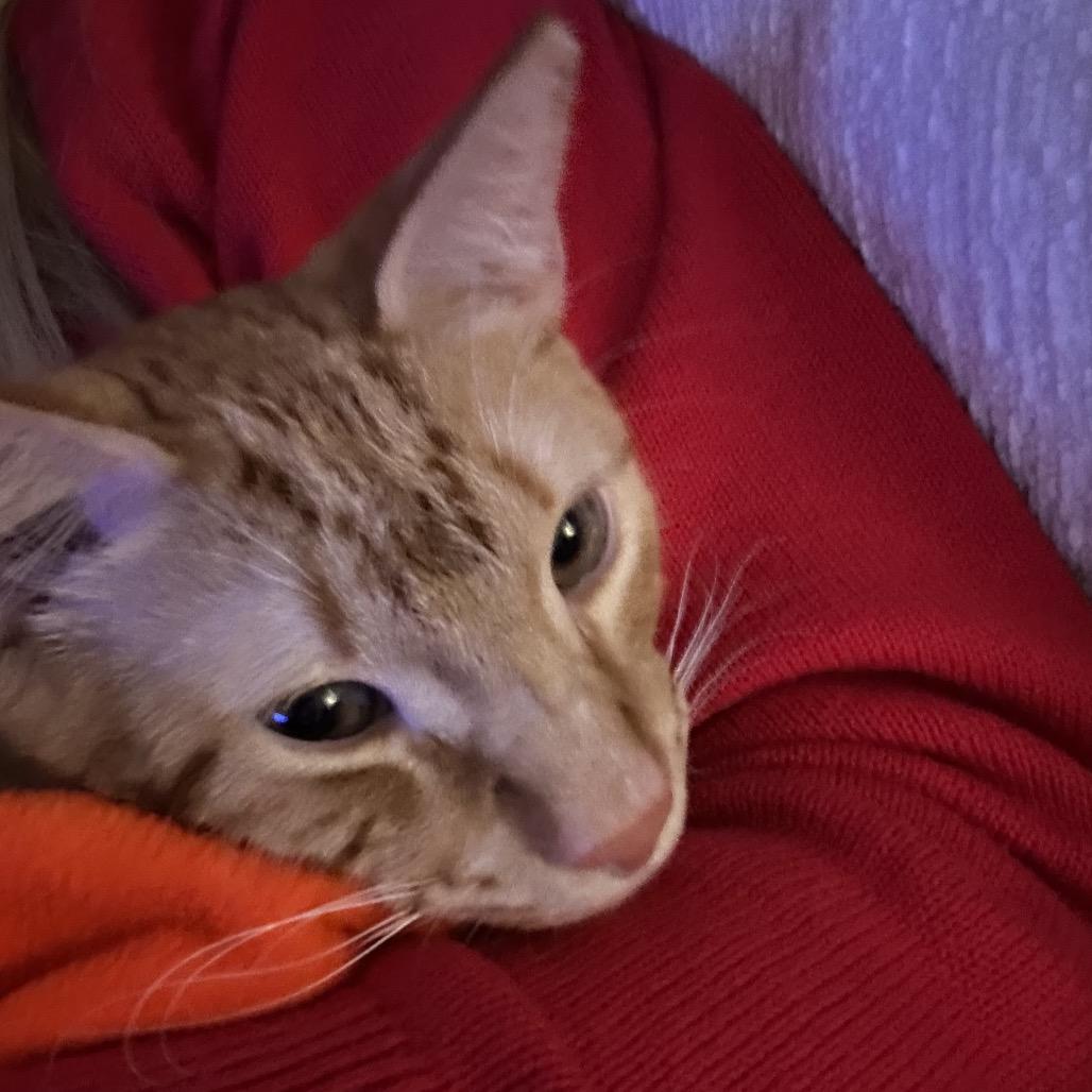 Bobble (Winston #4)A25-246, a Adoptable Domestic Short Hair in SANTA ROSA BEACH, FL image 2/2