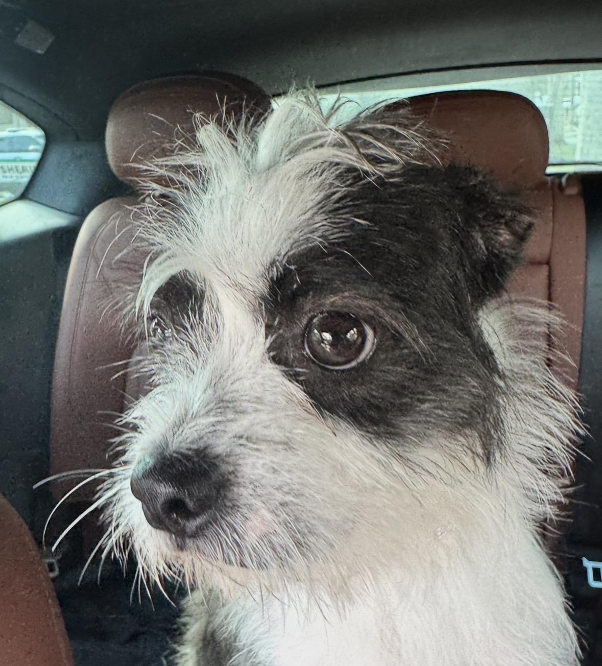 Enlarge Checkers, a ADOPTABLE Terrier in Lake Worth, FL image 2/3