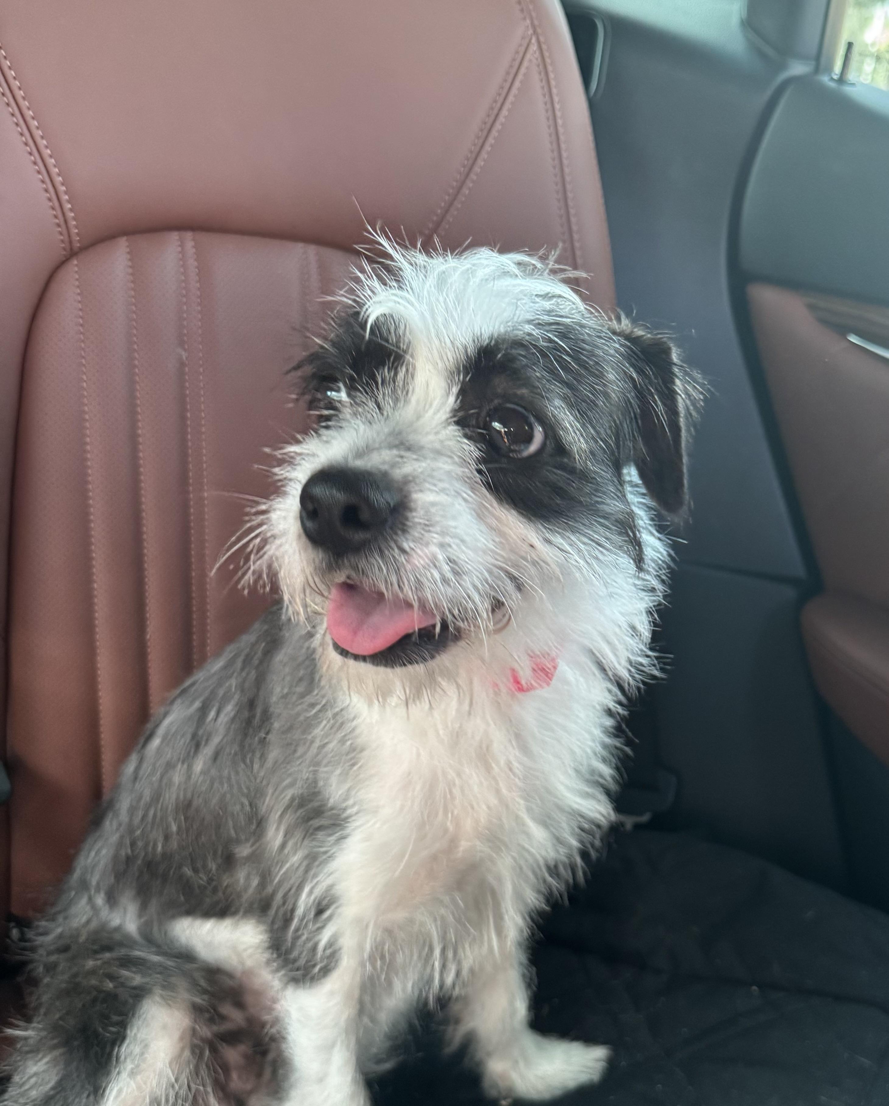 Enlarge Checkers, a ADOPTABLE Terrier in Lake Worth, FL image 3/3
