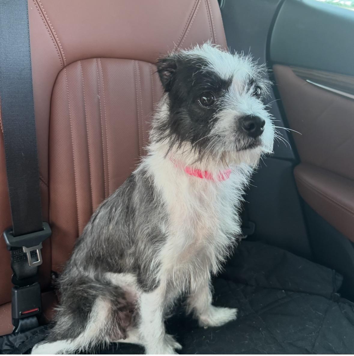 Checkers, ADOPTABLE, Young Female Terrier.