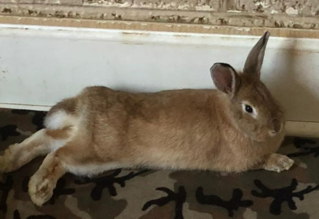 Willow, a Adoptable Bunny Rabbit in Paradis, LA image 2/5