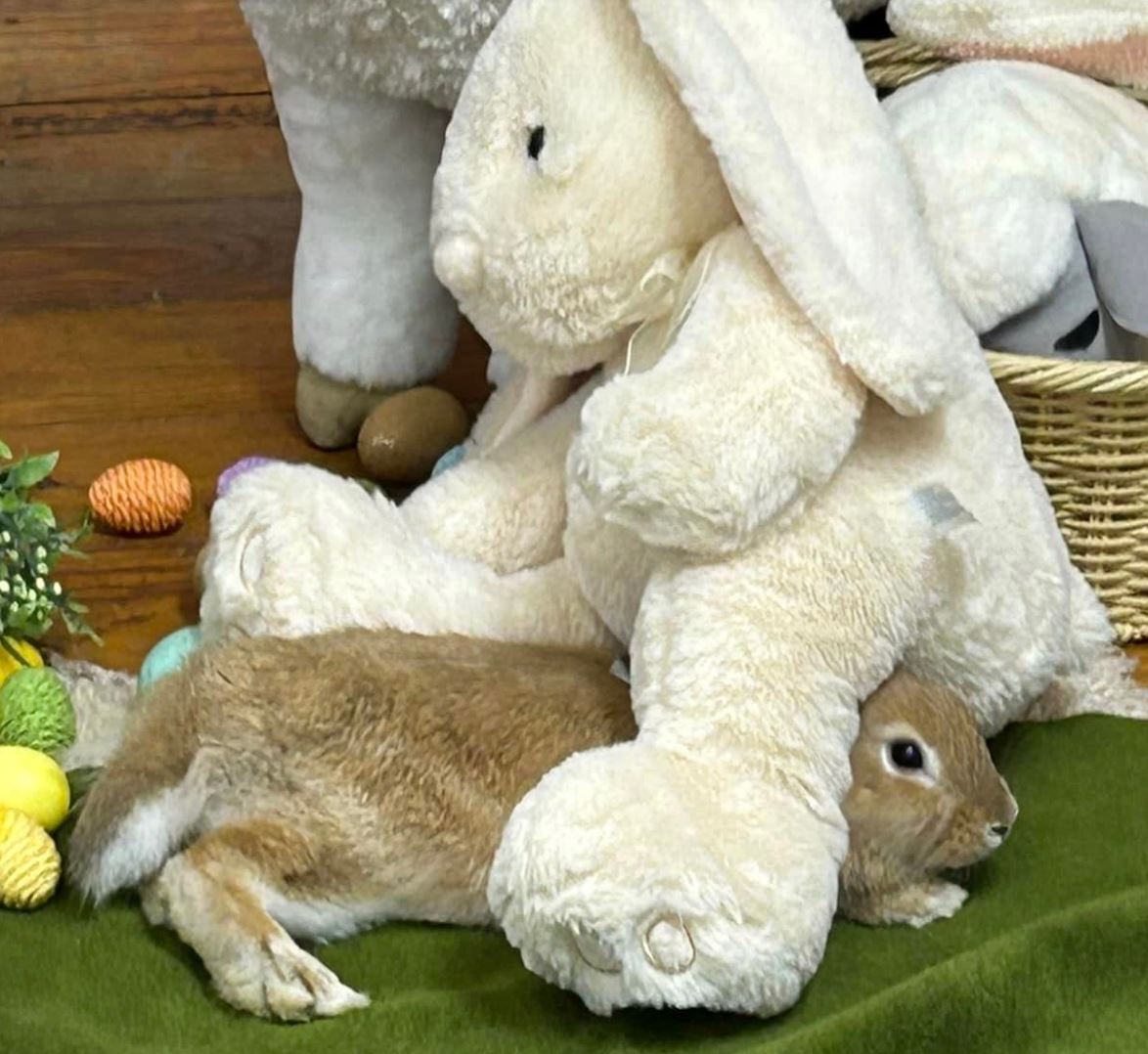 Willow, a Adoptable Bunny Rabbit in Paradis, LA image 4/5