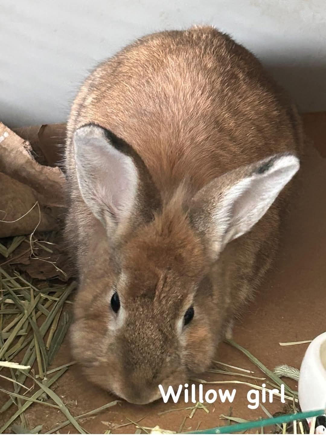 Willow, a Adoptable Bunny Rabbit in Paradis, LA image 1/5