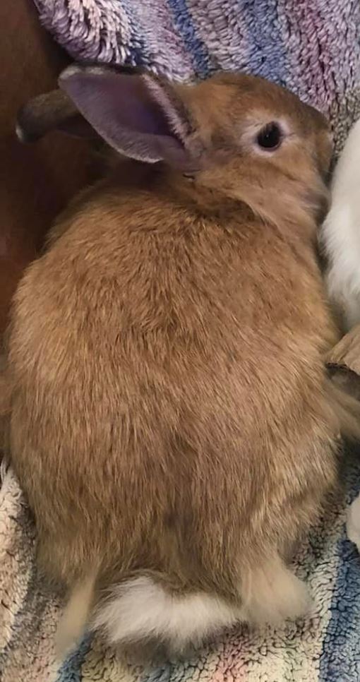 Willow, a Adoptable Bunny Rabbit in Paradis, LA image 5/5