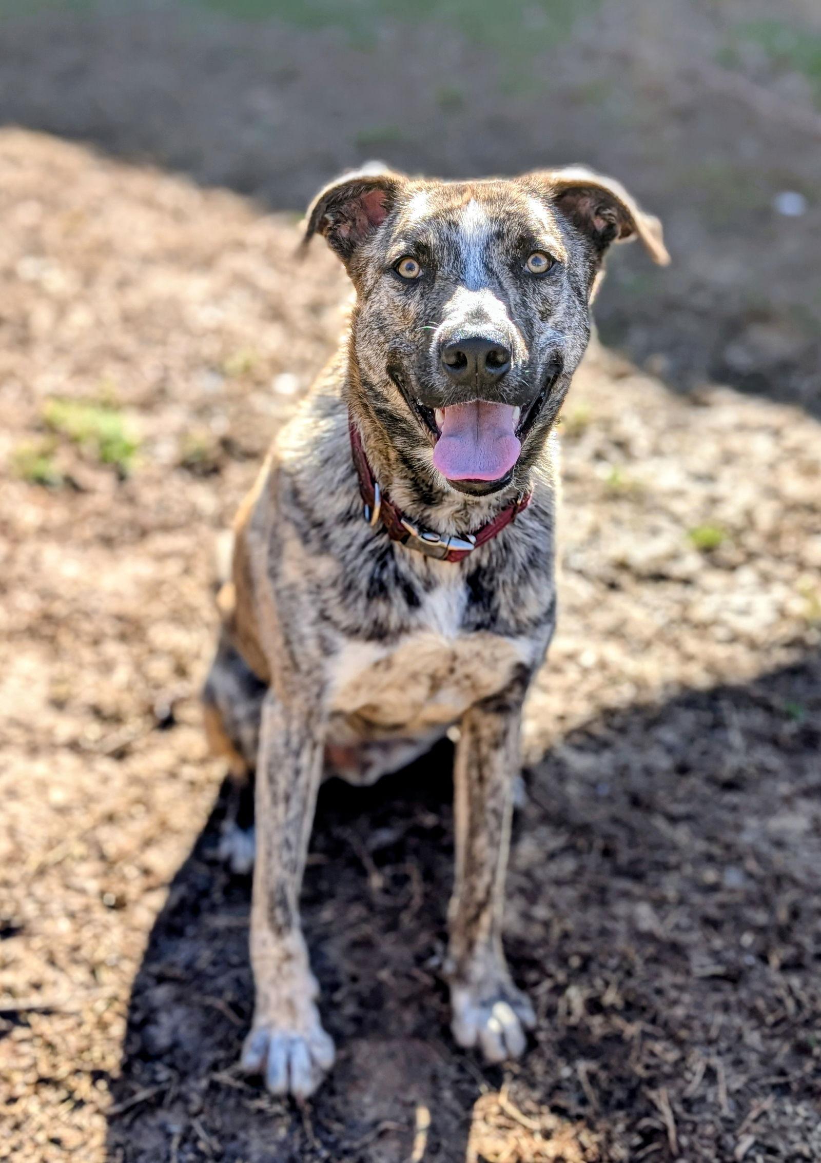 Theodore - bdm, a Adoptable mixed breed in White Bluff, TN image 1/3