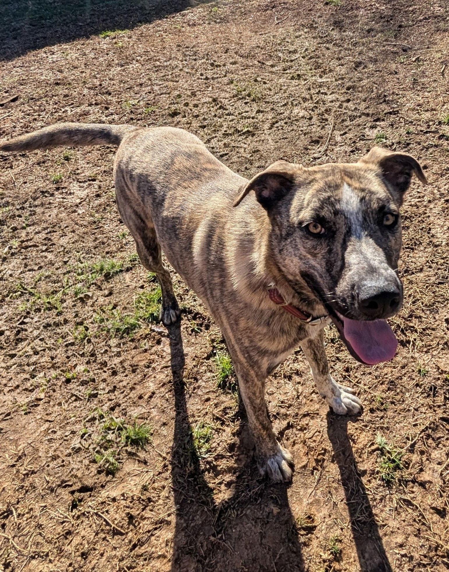 Theodore - bdm, a Adoptable mixed breed in White Bluff, TN image 2/3