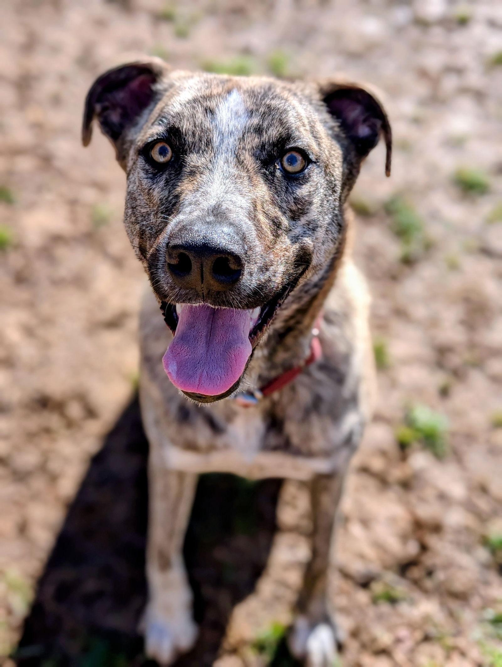 Theodore - bdm, a Adoptable mixed breed in White Bluff, TN image 3/3