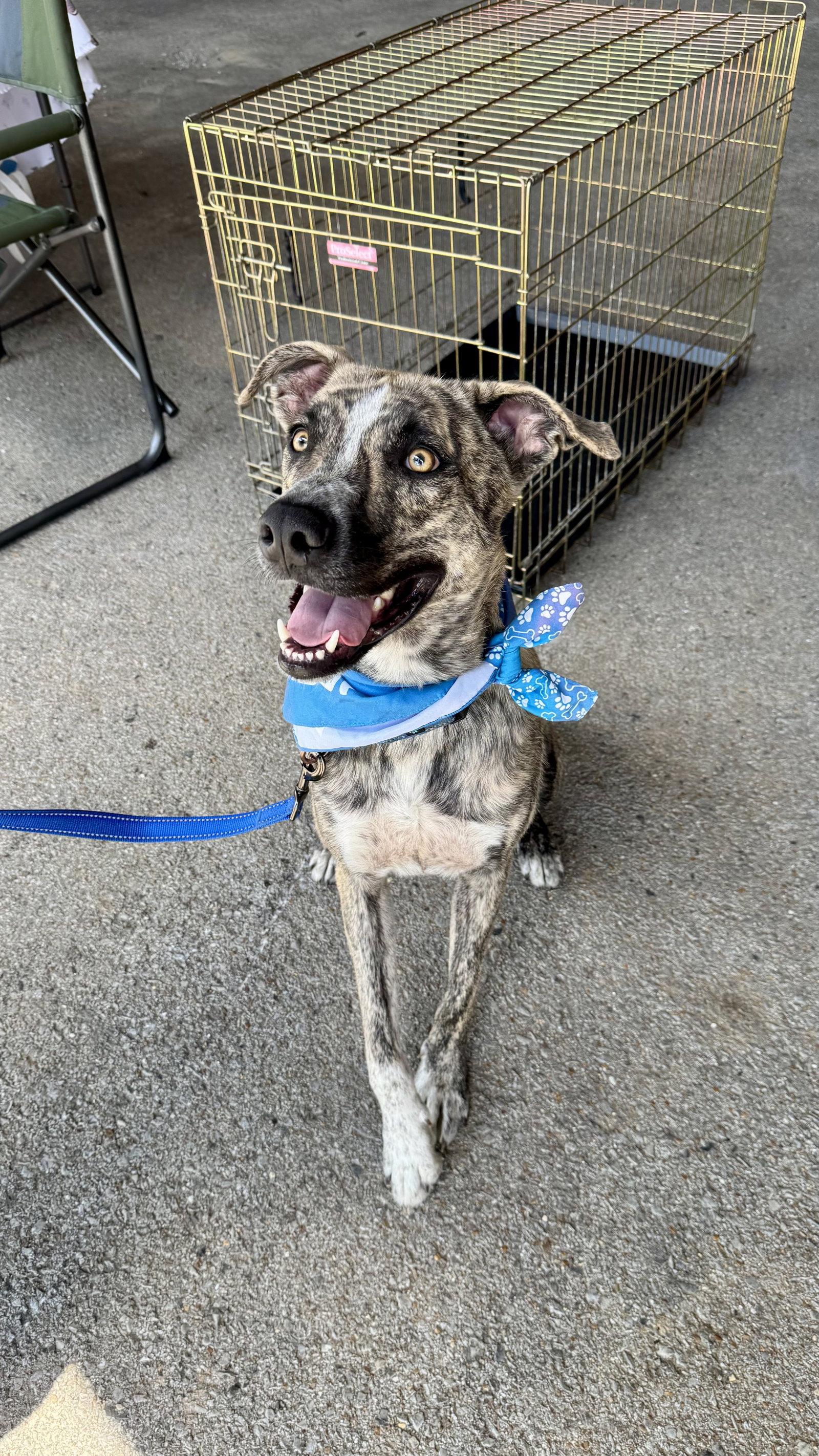 Enlarge Theodore - bdm, a Adopted mixed breed in White Bluff, TN image 2/3