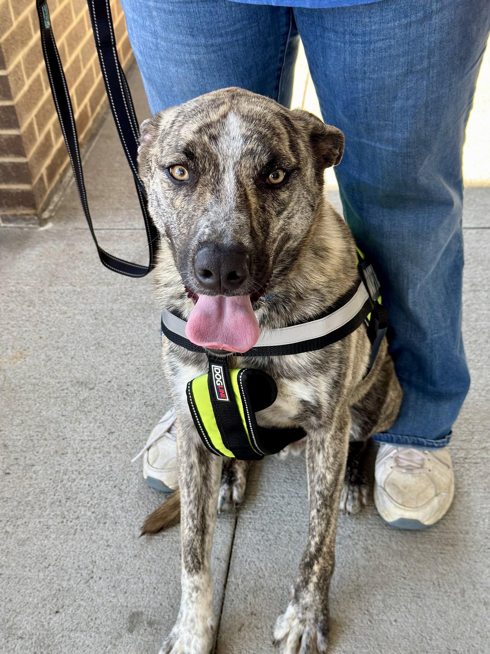 Enlarge Theodore - bdm, a Adoptable mixed breed in White Bluff, TN image 2/3