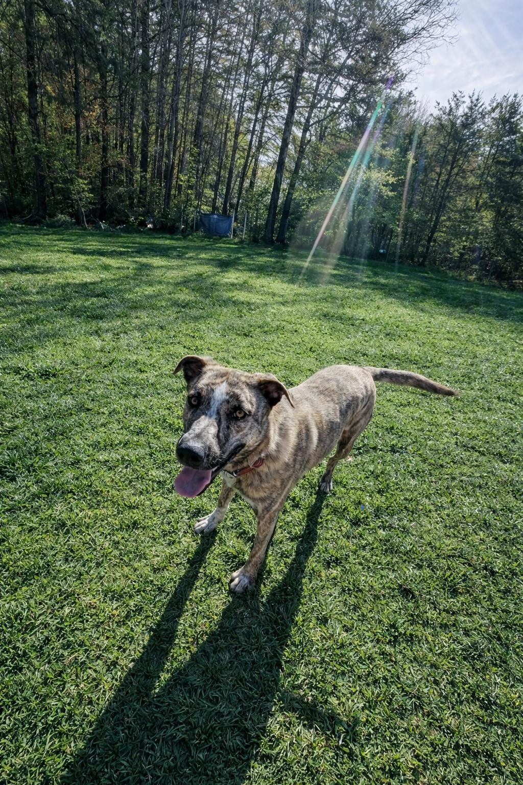 Enlarge Theodore - bdm, a Adoptable mixed breed in White Bluff, TN image 3/3