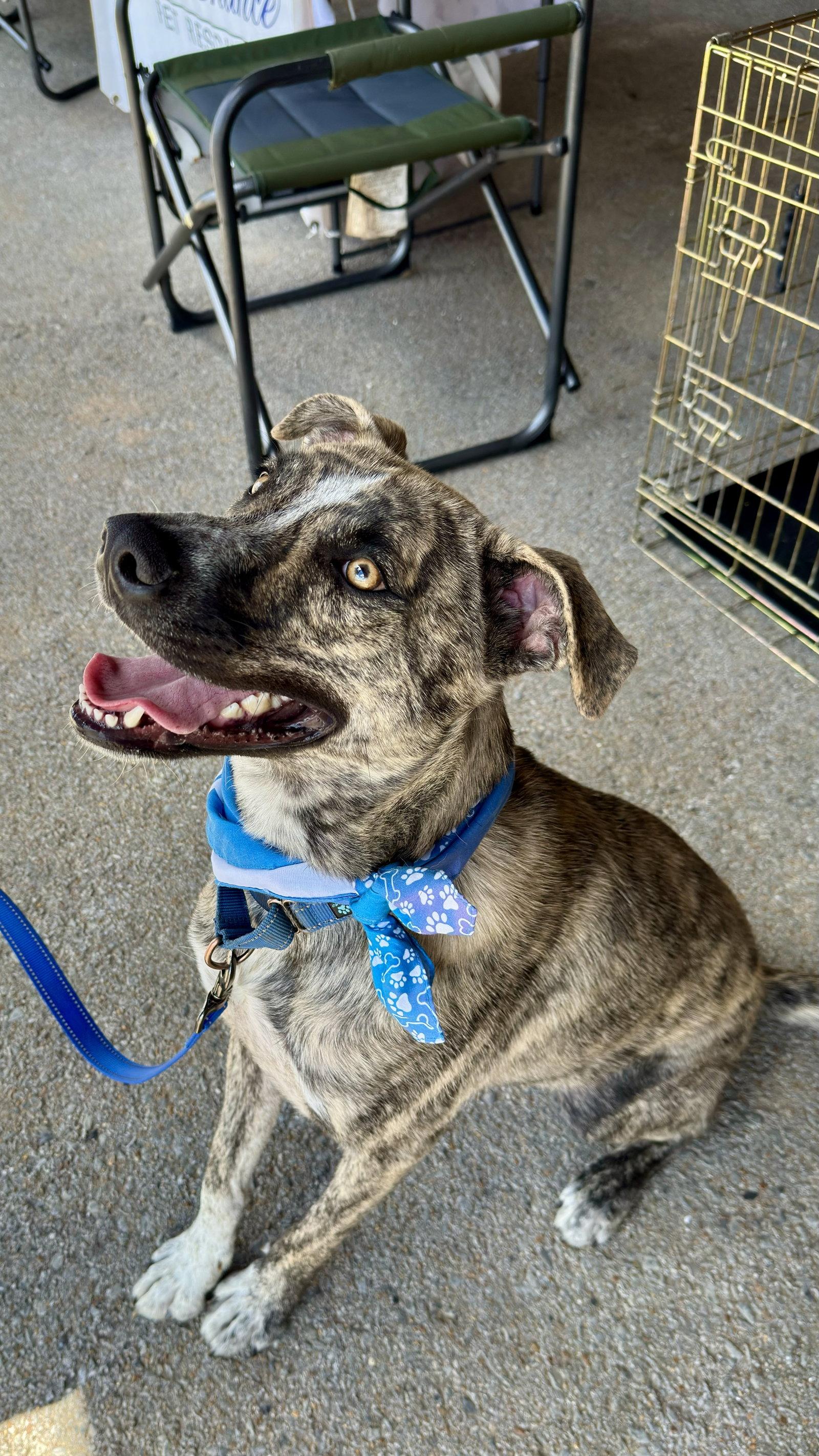Enlarge Theodore - bdm, a Adopted mixed breed in White Bluff, TN image 3/3