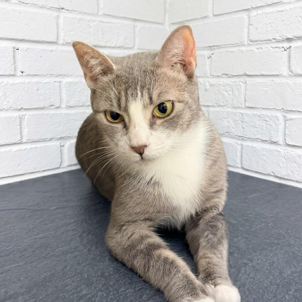 Pipsqueek, Adoptable, Young Female Domestic Short Hair.