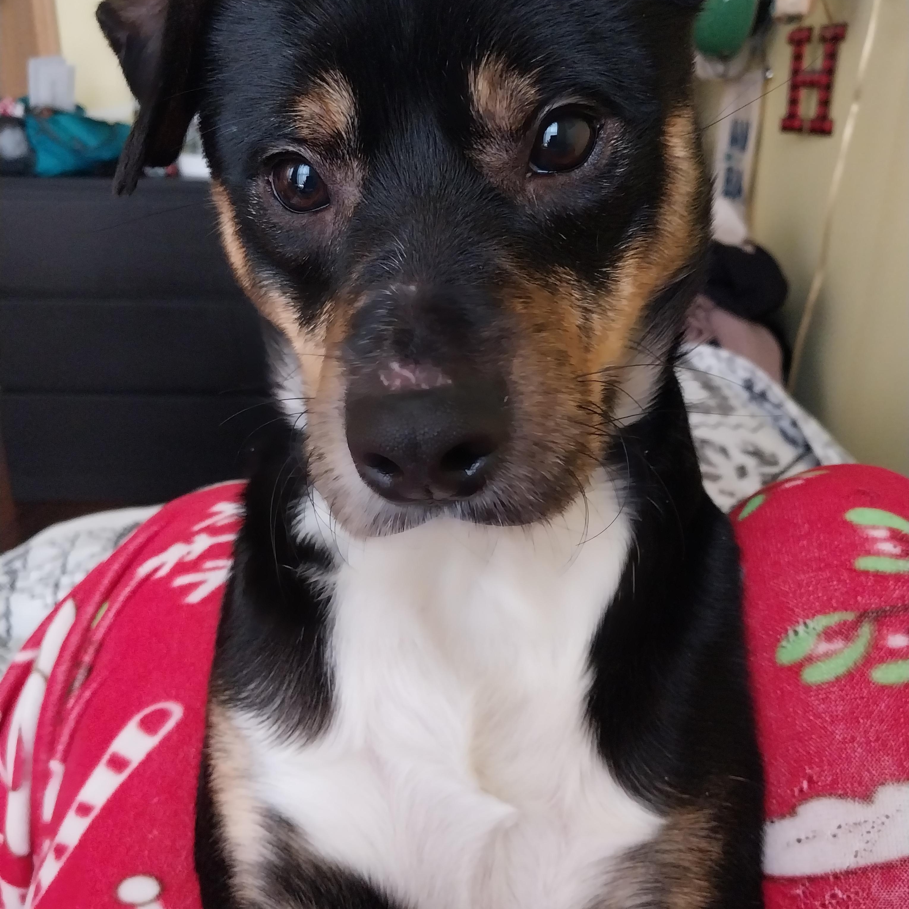 Frodo, ADOPTABLE, Young Male Terrier.