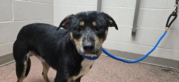 Frodo, ADOPTABLE, Young Male Terrier.