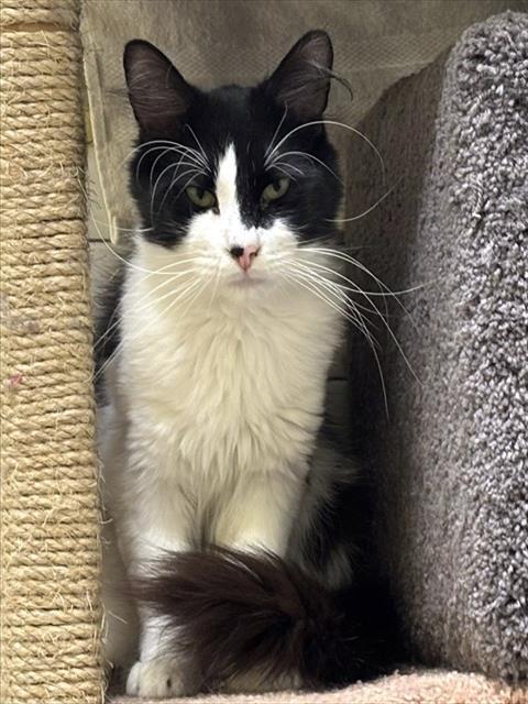 PATCH, Adoptable, Young Male Domestic Long Hair.