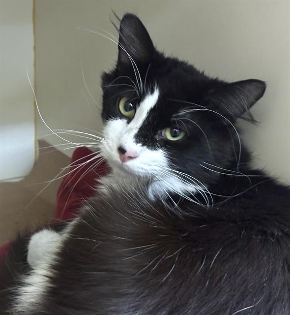 PATCH, Adoptable, Young Male Domestic Long Hair.