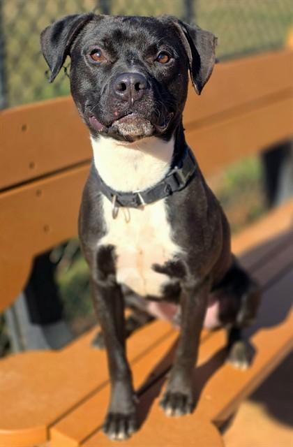 Enlarge DELSIN, a Adoptable mixed breed in York, SC image 1/1