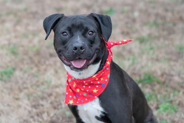 Enlarge DELSIN, a Adoptable mixed breed in York, SC image 1/1